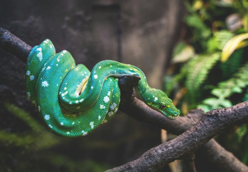 green snake on tree branch 72vLY