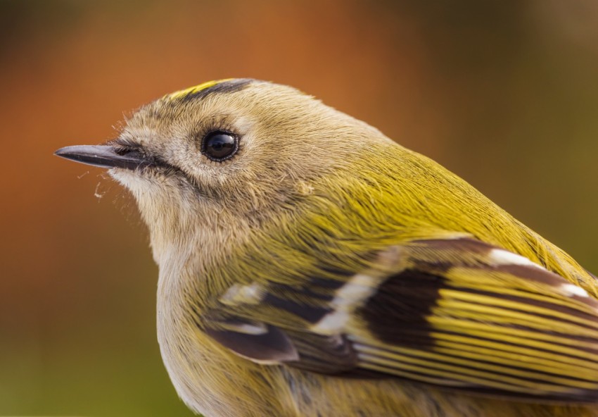 yellow and black bird in close up photography