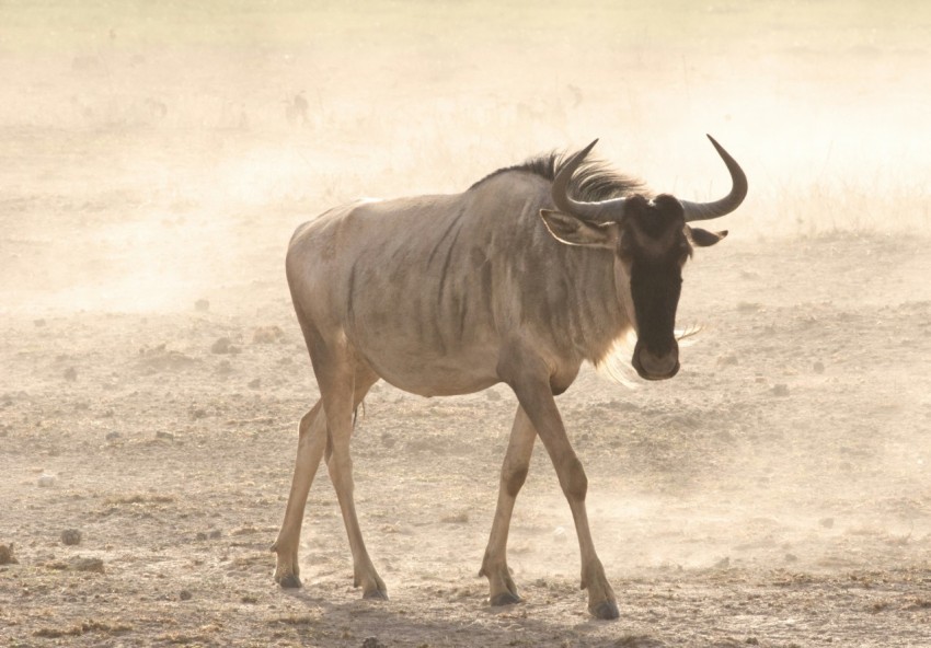 a bull walking across a dirt field in the sun