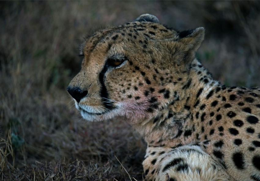 shallow focus photography of cheetah