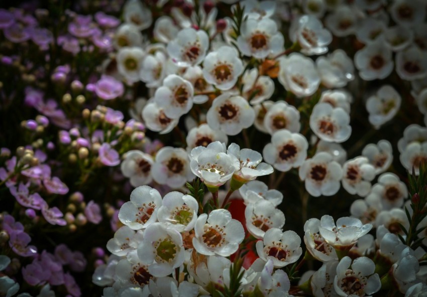 a bunch of flowers that are in the grass v W