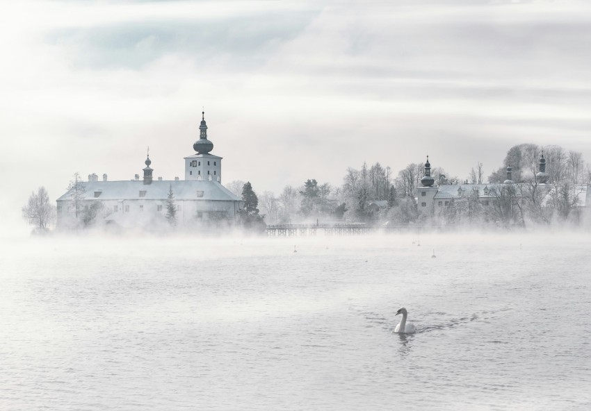 swan swimming on body of water