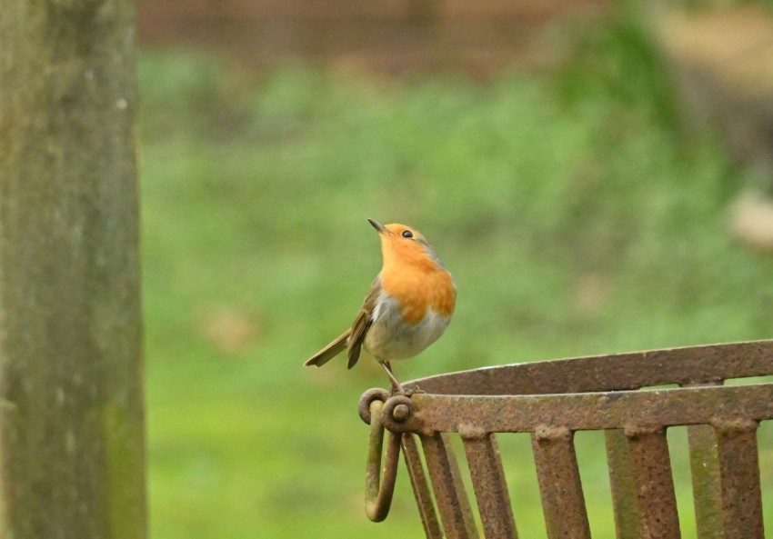 a small bird perched on top of a wooden chair u9lHI