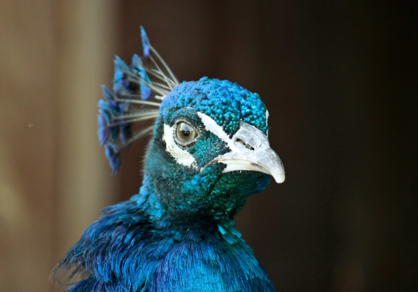 close up photography of peacock