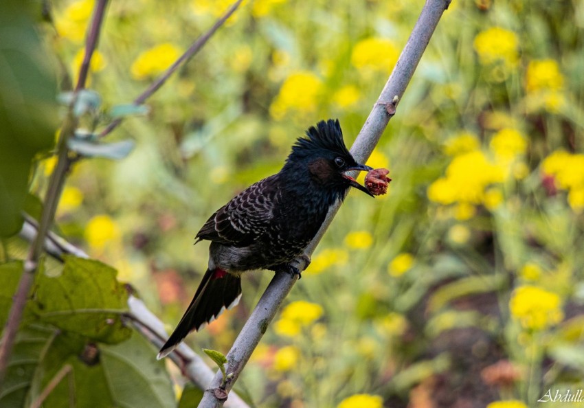 a black bird sitting on a branch with yellow flowers in the background