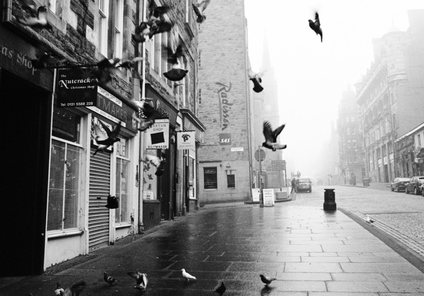 grayscale photo of flock of birds on street