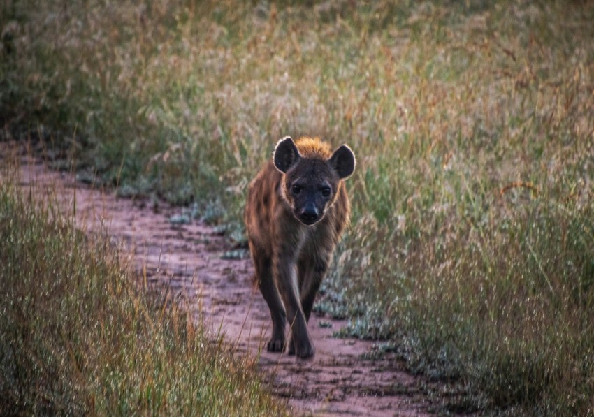 a hyena walking down a path in a field