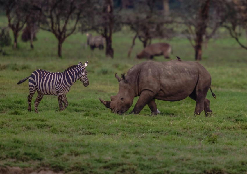 a zebra standing next to a rhino on a lush green field l