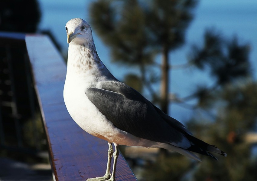 a seagull is standing on a metal rail