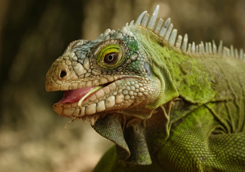 a close up of a green iguana with its mouth open