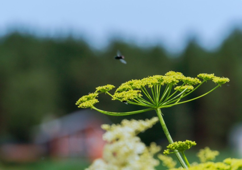 a close up of a flower with a bird flying in the background