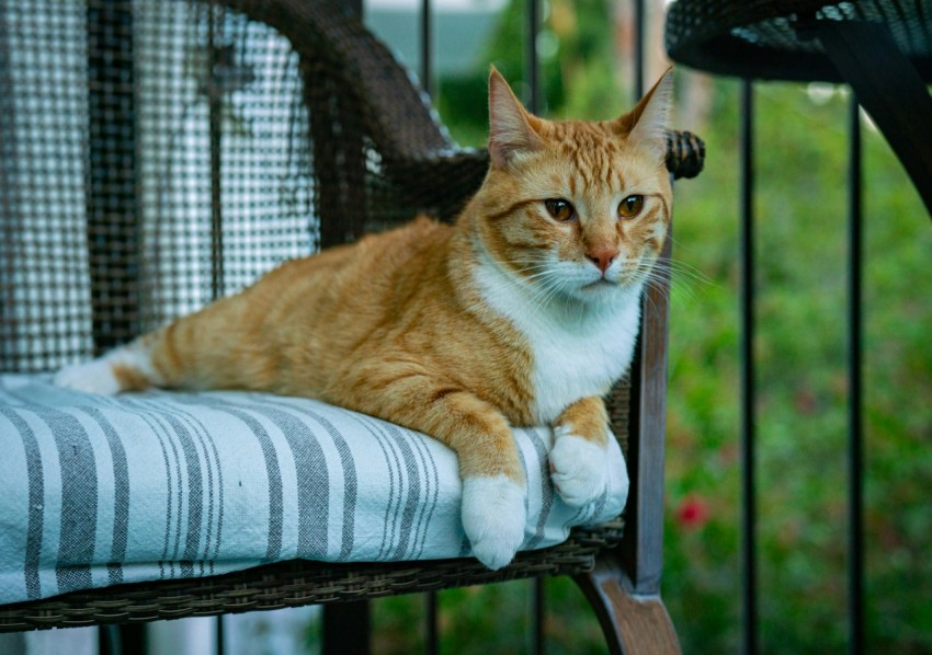 an orange and white cat sitting on top of a chair