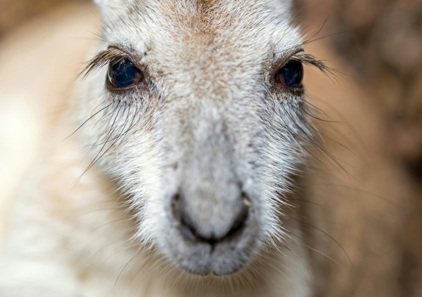 close up photography of kangaroo