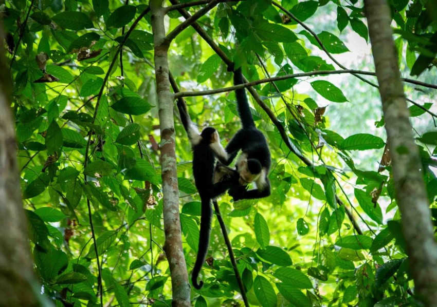 a monkey hanging from a tree in a forest