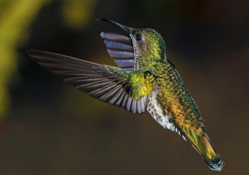 shallow focus photography of green and black bird