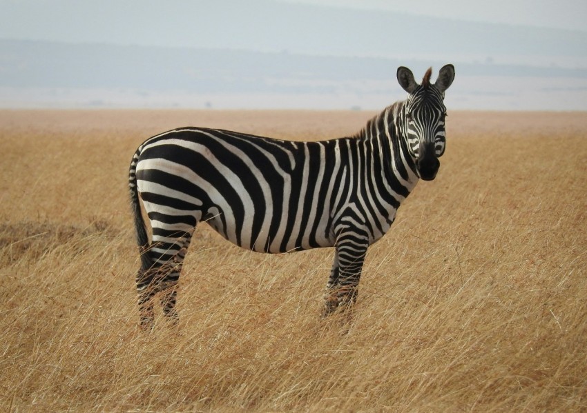 zebra in savanna