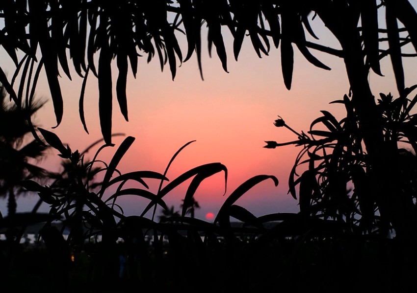 a view of a sunset through the leaves of a palm tree