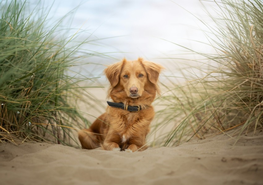 a brown dog sitting on top of a sandy beach