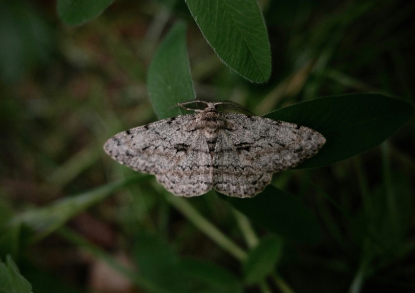 a moth sitting on top of a green leaf