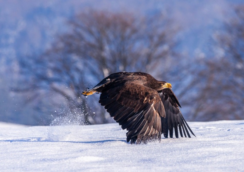 black bird in flight over snow 2XLuMShTV