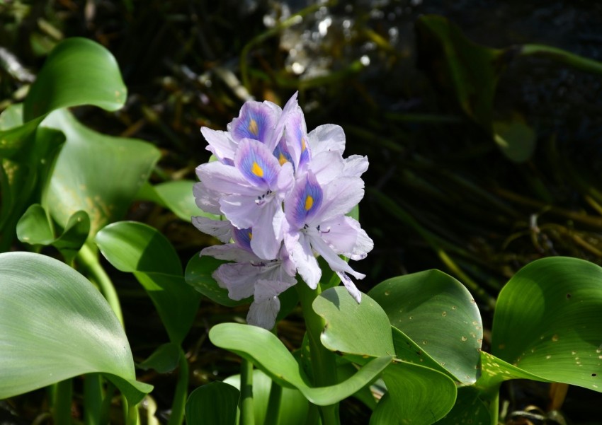 a close up of a purple flower with green leaves GC