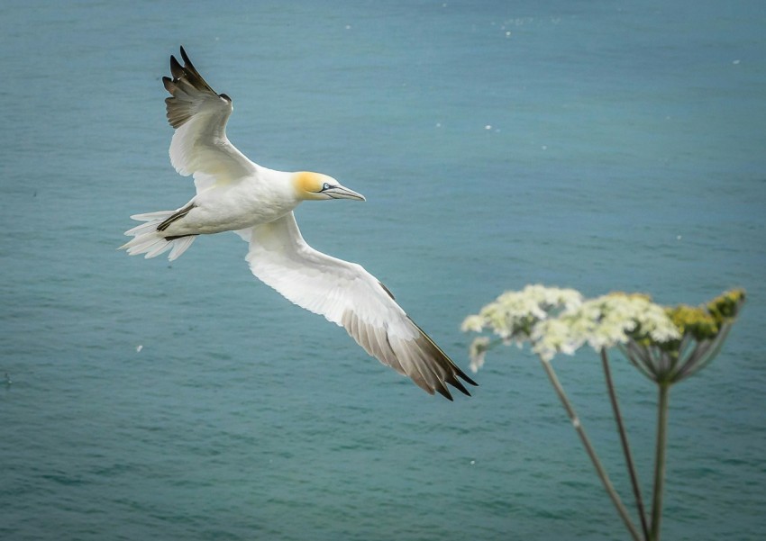 a bird flying over a body of water