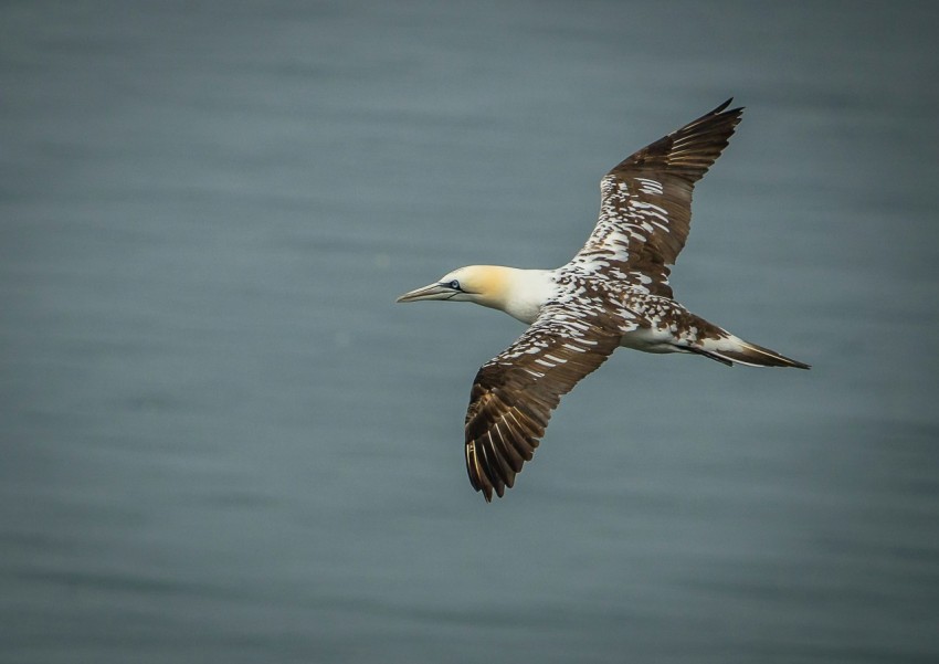 a bird flying over a body of water