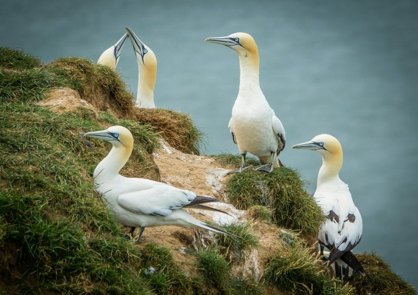 a group of birds sitting on top of a grass covered hill