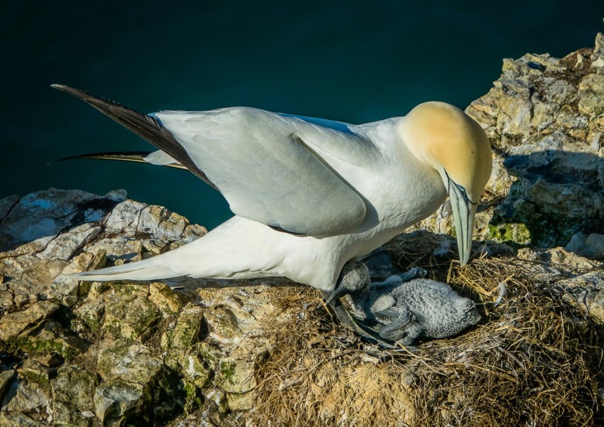 a large white bird sitting on top of a rock