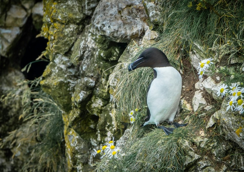 a small bird is sitting on a rock