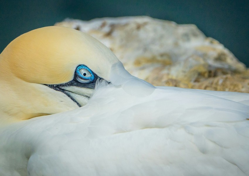 a close up of a bird with a blue eye