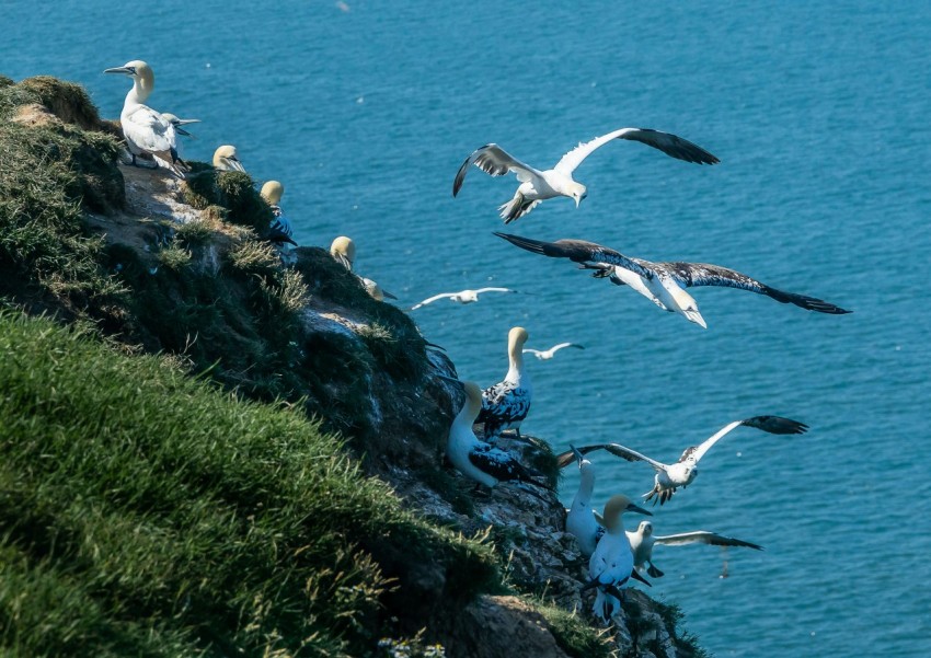 a flock of birds flying over a body of water