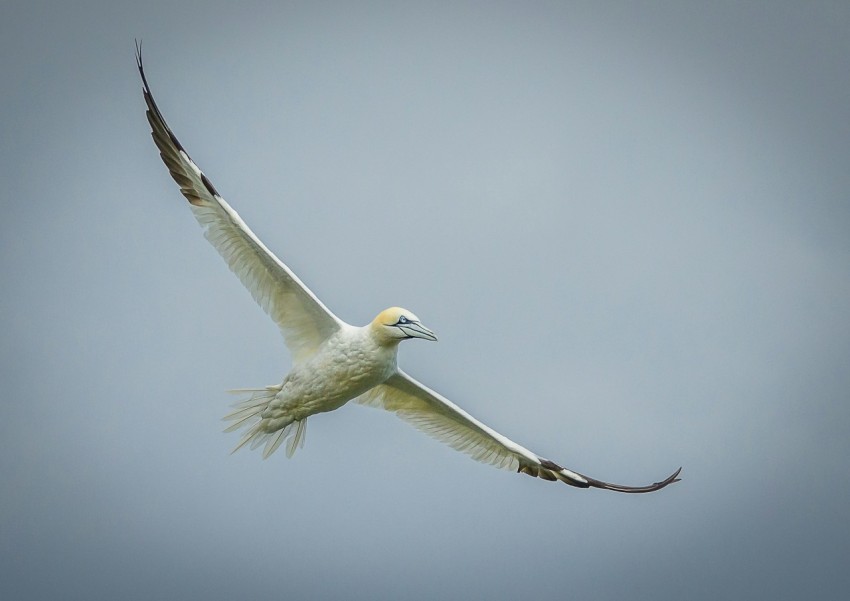 a large white bird flying through a blue sky