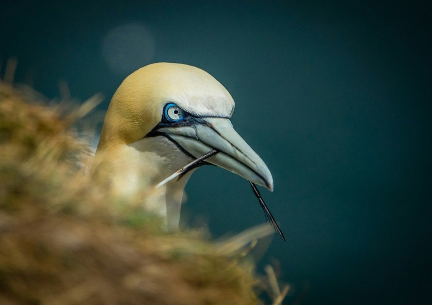 a close up of a bird with blue eyes