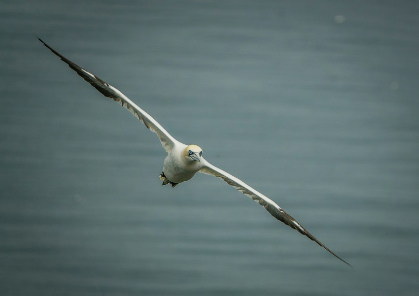 a seagull flying over a body of water