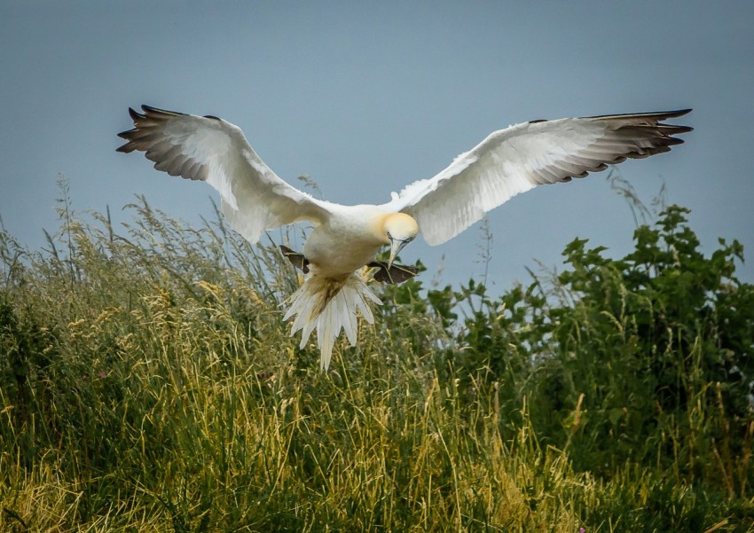 a large white bird flying over a lush green field 4RanovPQ