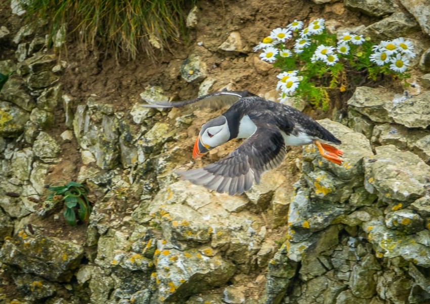 a puffy bird flying over a rocky cliff