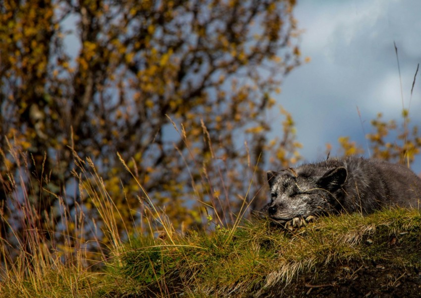 short coated gray dog under gray sky