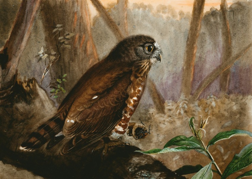 brown and black owl on tree branch painting C g53C