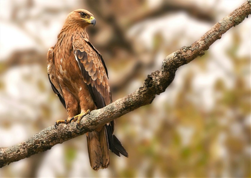 brown and white eagle on brown tree branch