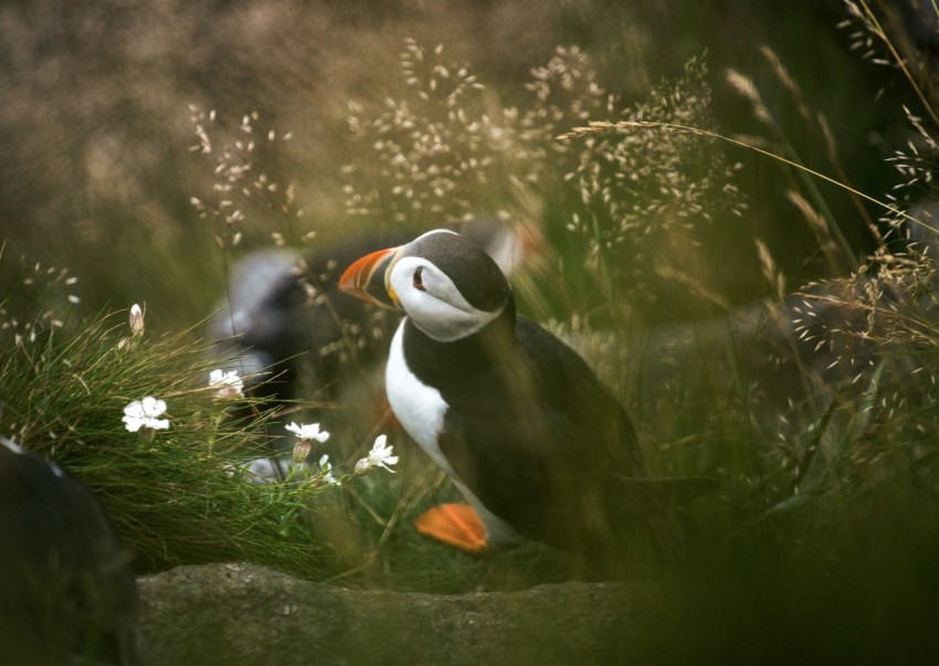 a couple of birds standing on top of a lush green field