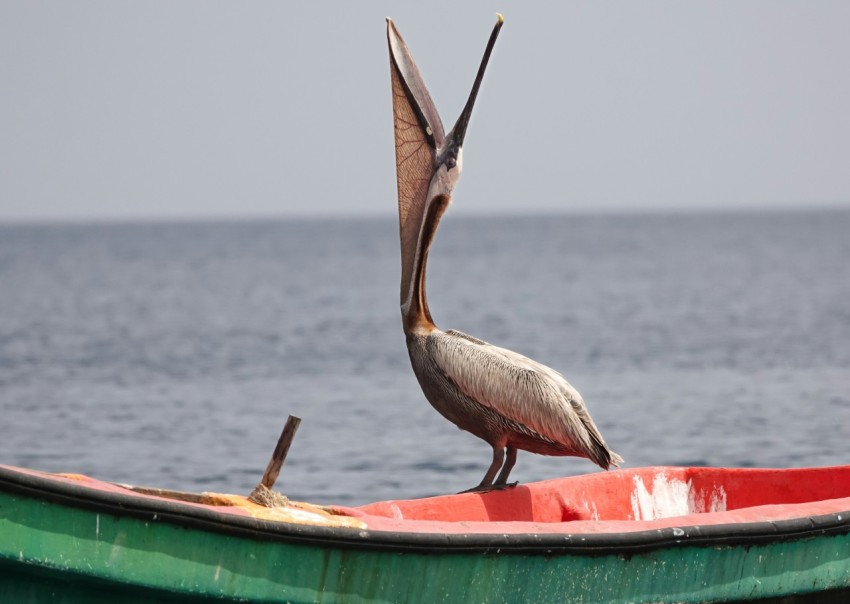 a pelican sitting on top of a green boat