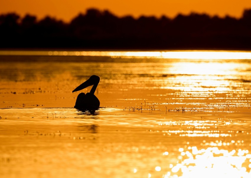 a bird sitting on top of a body of water