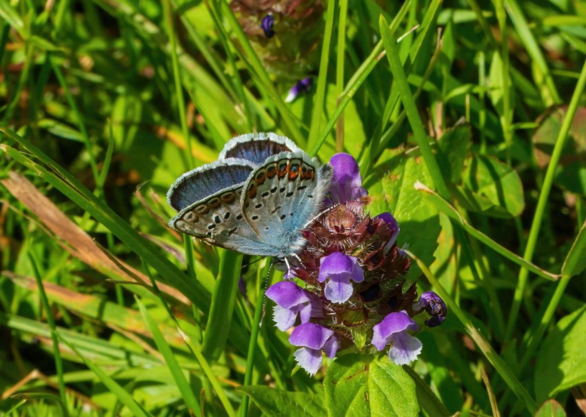 a blue butterfly sitting on top of a purple flower