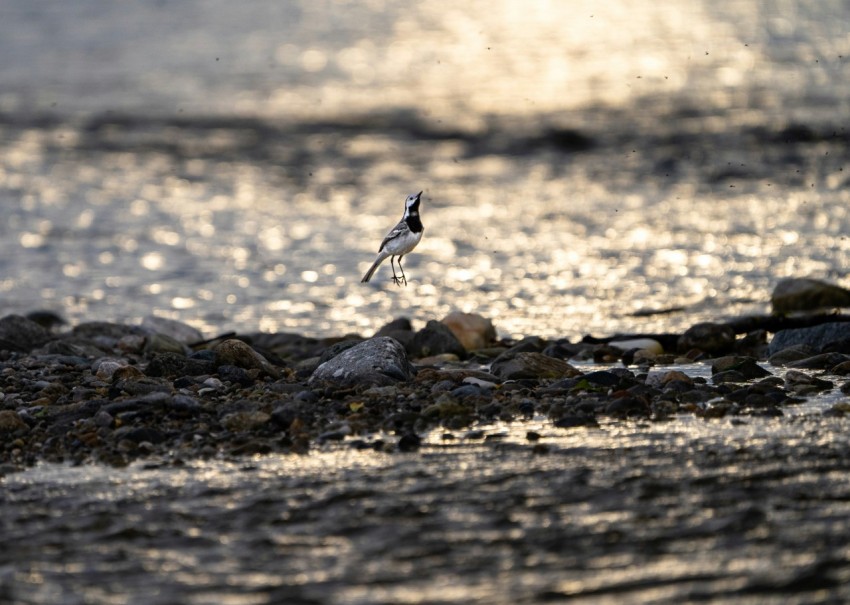 a small bird flying over a body of water _WH6e