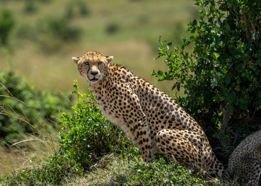 a cheetah sitting in the shade of a tree UkCpg84z