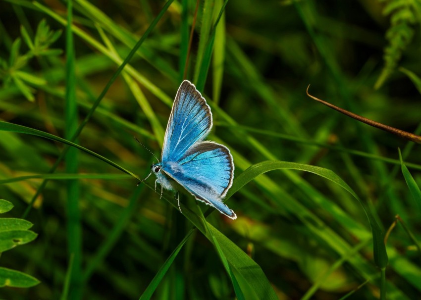 a blue butterfly sitting on top of a lush green field