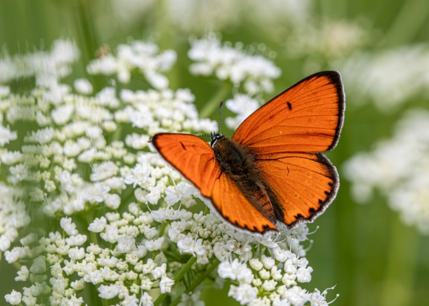 a close up of a butterfly on a flower