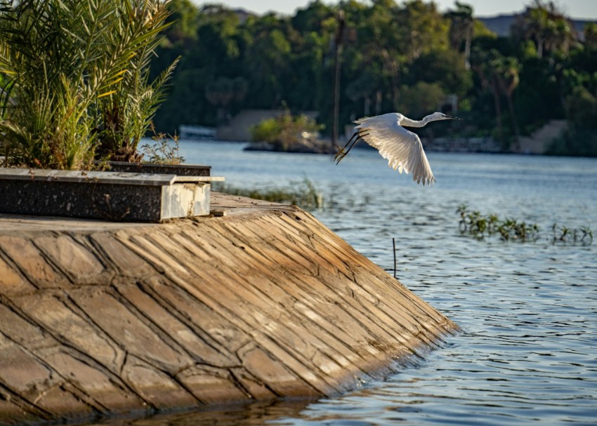 a bird flying over a dock