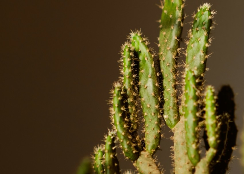 green plant in close up photography